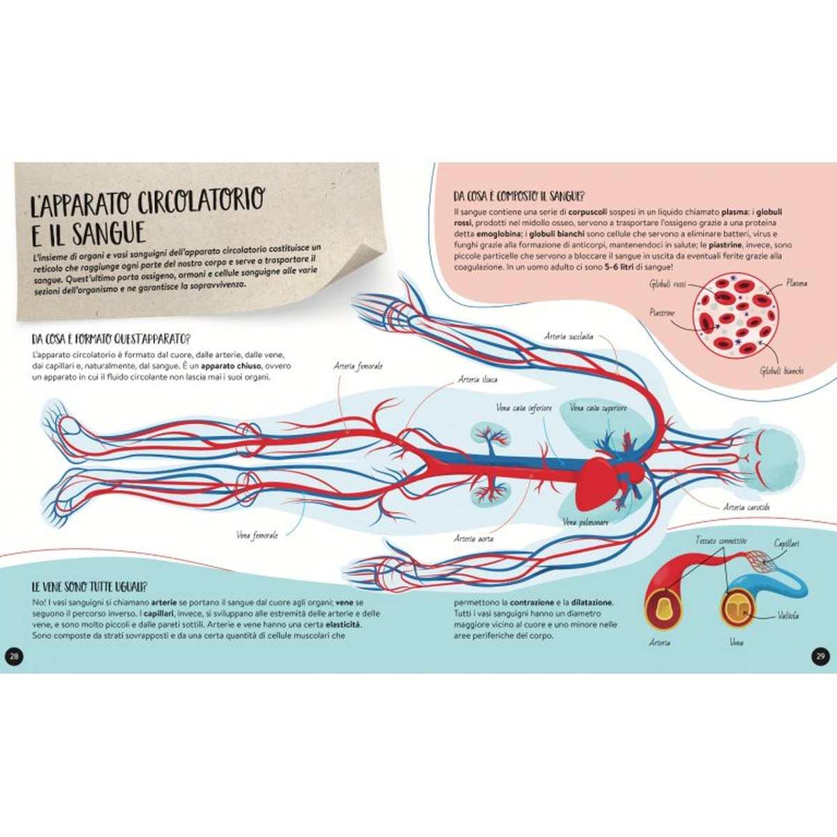 Sassi - mega atlas - il mega atlante del corpo umano